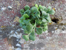 Asplenium ruta-muraria